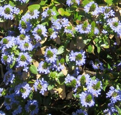 Scaevola nitida