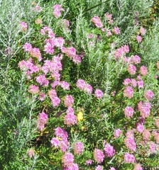 Pimelea rosea