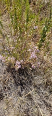 Galatella angustissima