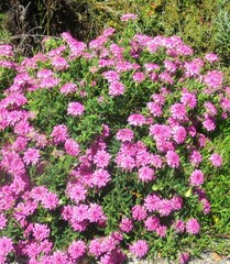 Pimelea rosea