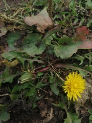 Taraxacum