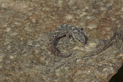 Euleptes europaea