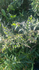 Chamaenerion angustifolium