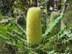Banksia grandis
