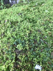 Pleurozium schreberi