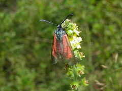 Zygaena minos