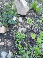 Nemesia bicornis