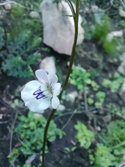 Nemesia bicornis
