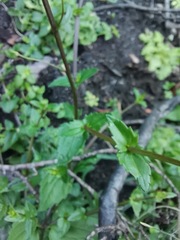 Nemesia bicornis