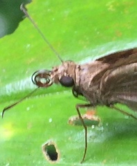 Notocrypta feisthamelii