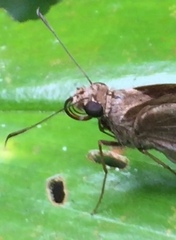 Notocrypta feisthamelii