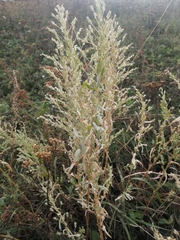 Axyris amaranthoides