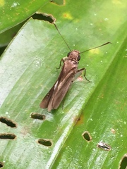 Notocrypta feisthamelii