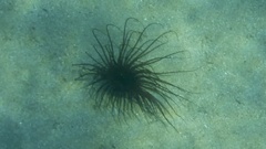 Cerianthidae