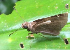 Notocrypta feisthamelii