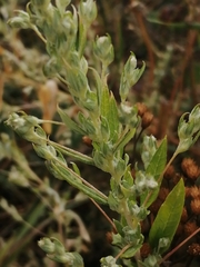 Axyris amaranthoides