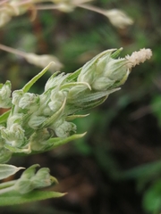 Axyris amaranthoides