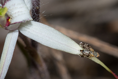 Austrotephritis poenia