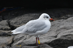 Ichthyaetus melanocephalus