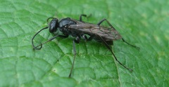 Auplopus carbonarius