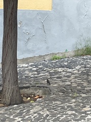 Phoenicurus ochruros