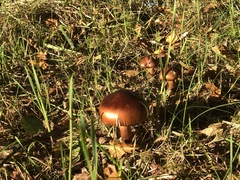 Tricholoma fulvum