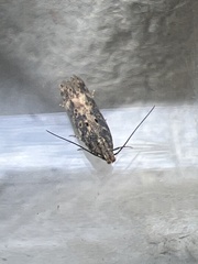 Scrobipalpa ocellatella