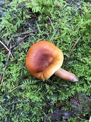 Lactarius aurantiacus