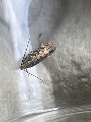 Scrobipalpa ocellatella