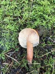 Lactarius aurantiacus
