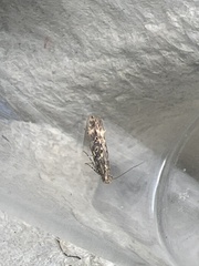 Scrobipalpa ocellatella