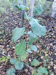 Populus tremula