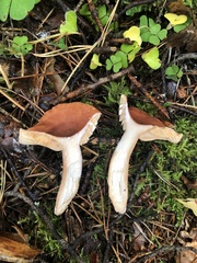 Lactarius aurantiacus