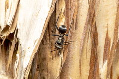 Polyrhachis daemeli