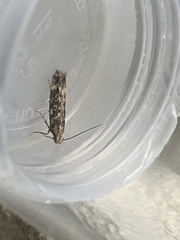 Scrobipalpa ocellatella