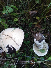 Gyroporus cyanescens