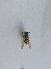 Vespula germanica