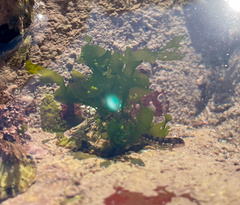 Coryphoblennius galerita