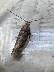 Scrobipalpa ocellatella