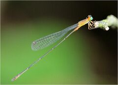 Metaleptobasis foreli