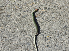 Drymobius margaritiferus