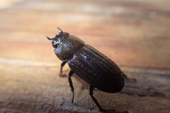 Velutinodorcus carinulatus