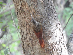 Xiphorhynchus flavigaster