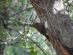 Xiphorhynchus flavigaster