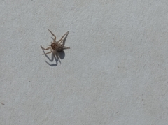 Xysticus cristatus