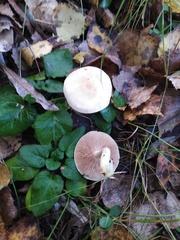 Hebeloma crustuliniforme