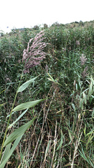 Phragmites australis