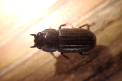 Velutinodorcus carinulatus