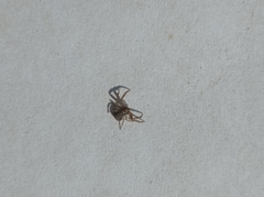 Xysticus cristatus