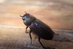 Velutinodorcus carinulatus